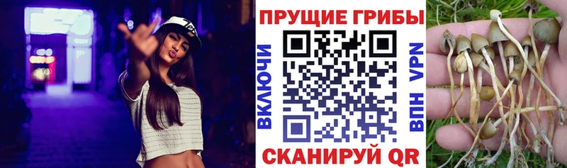 что такое наркотик Елизаветинская Псилоцибиновые грибы Psilocybe
